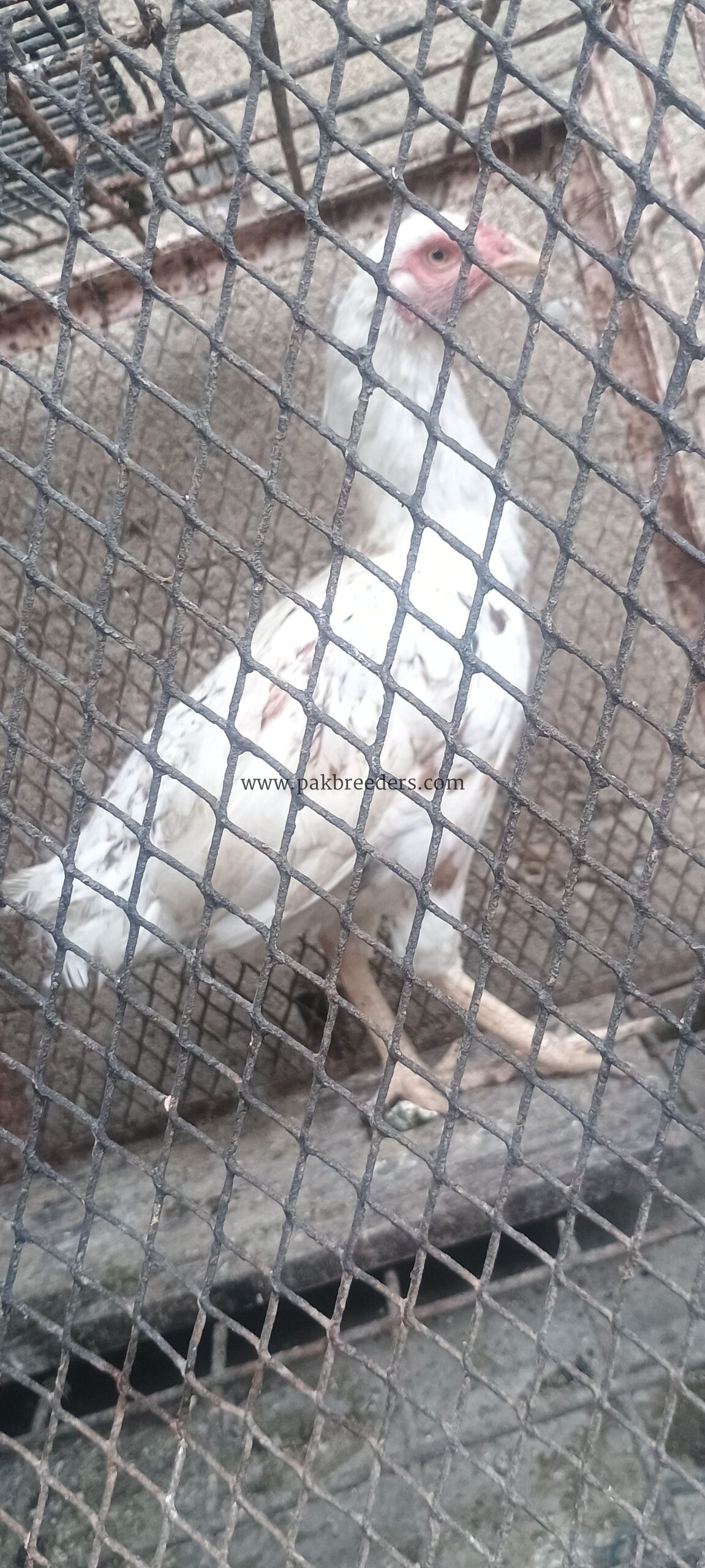 🐔 White Desi+ aseel Hen – Healthy & Active | Ready for Sale