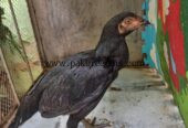 Mianwali aseel blacke pure