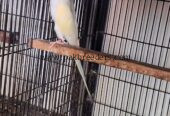 Cremio ring neck breder male