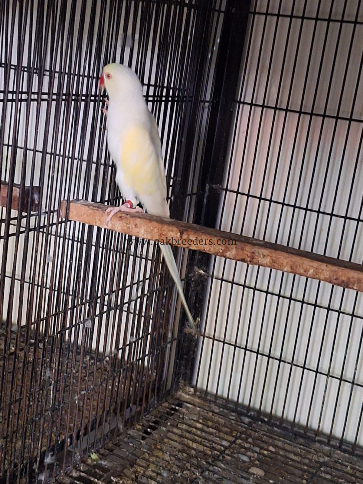 Cremio ring neck breder male