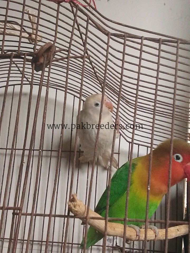 Lovebird pair green ,white