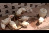 15 male hens for sale ha