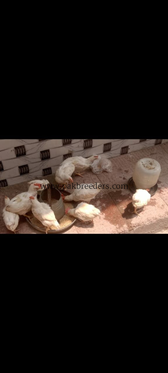 15 male hens for sale ha