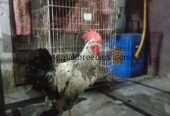 DESI HENS FOR SALE PATHAY