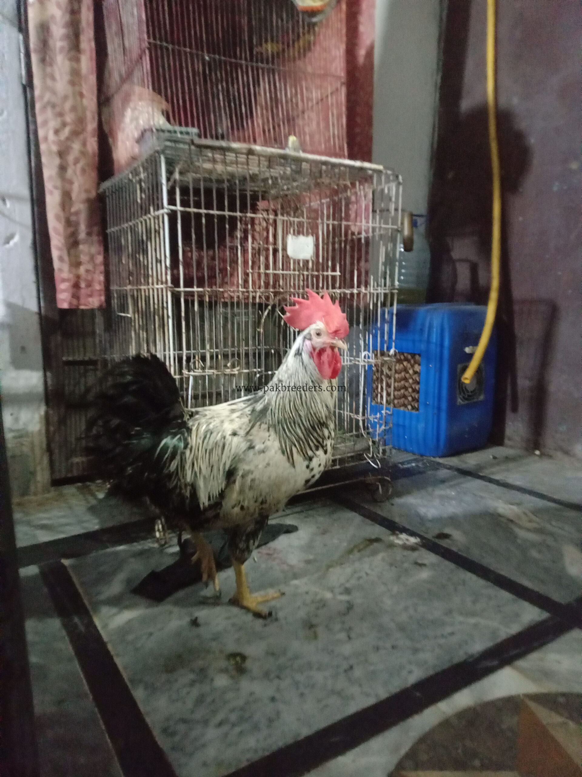 DESI HENS FOR SALE PATHAY