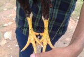 Nawab + Bashir purbana cross