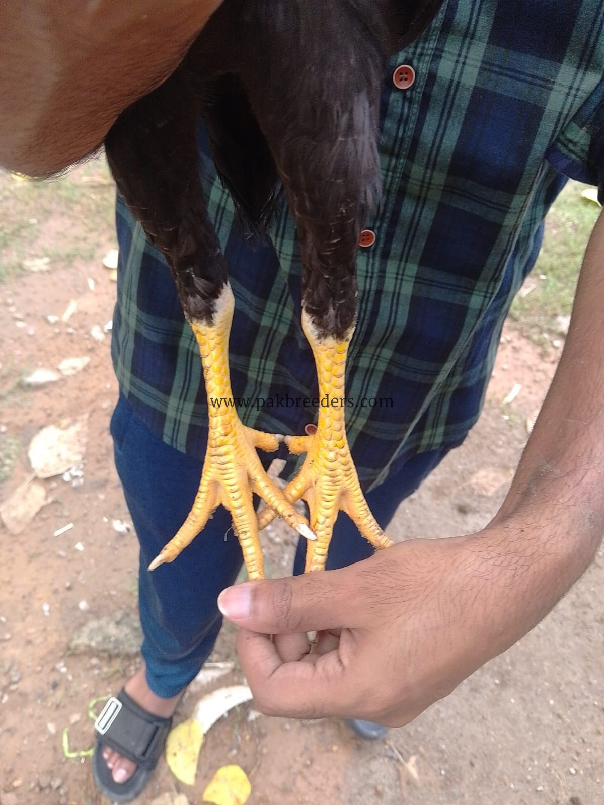 Nawab + Bashir purbana cross