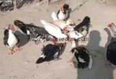 Muscovy Ducks pair slae