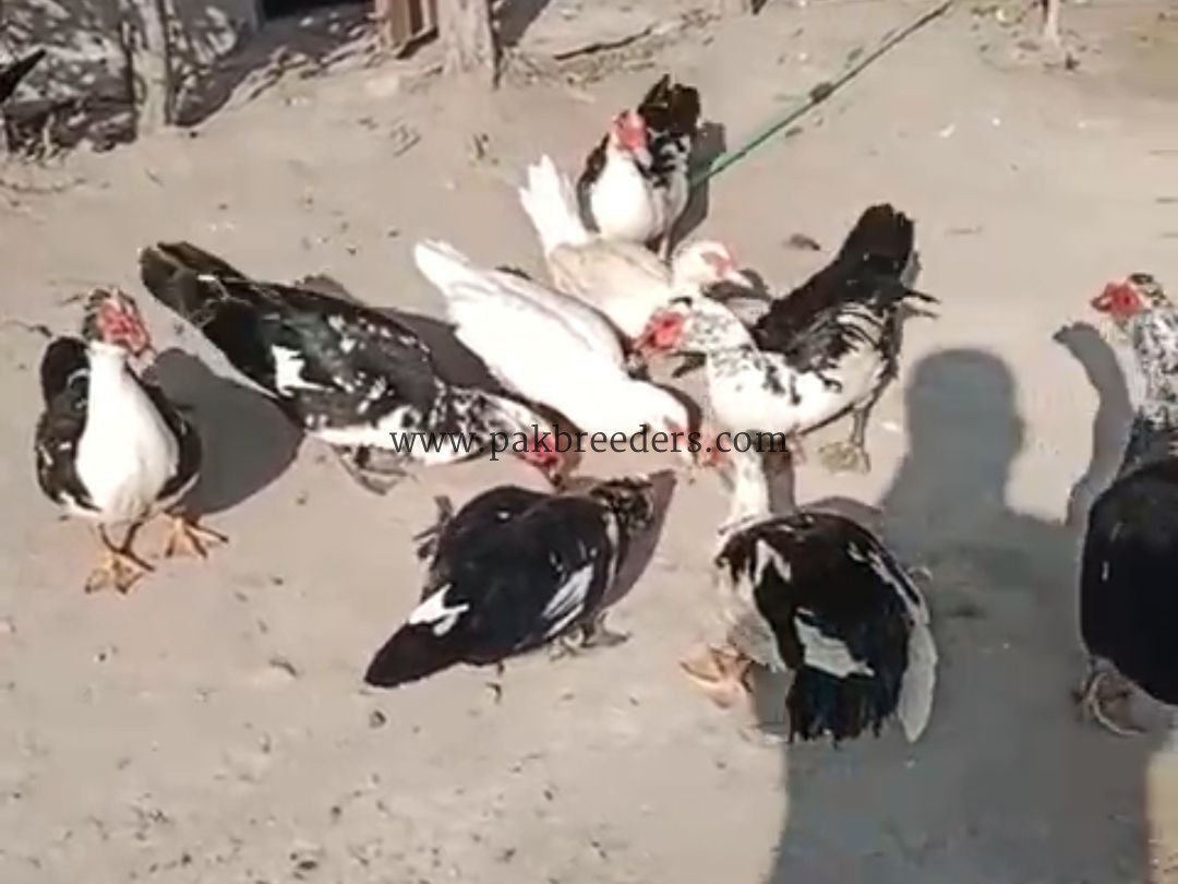 Muscovy Ducks pair slae