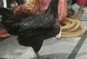 DESI HENS FOR SALE PATHAY