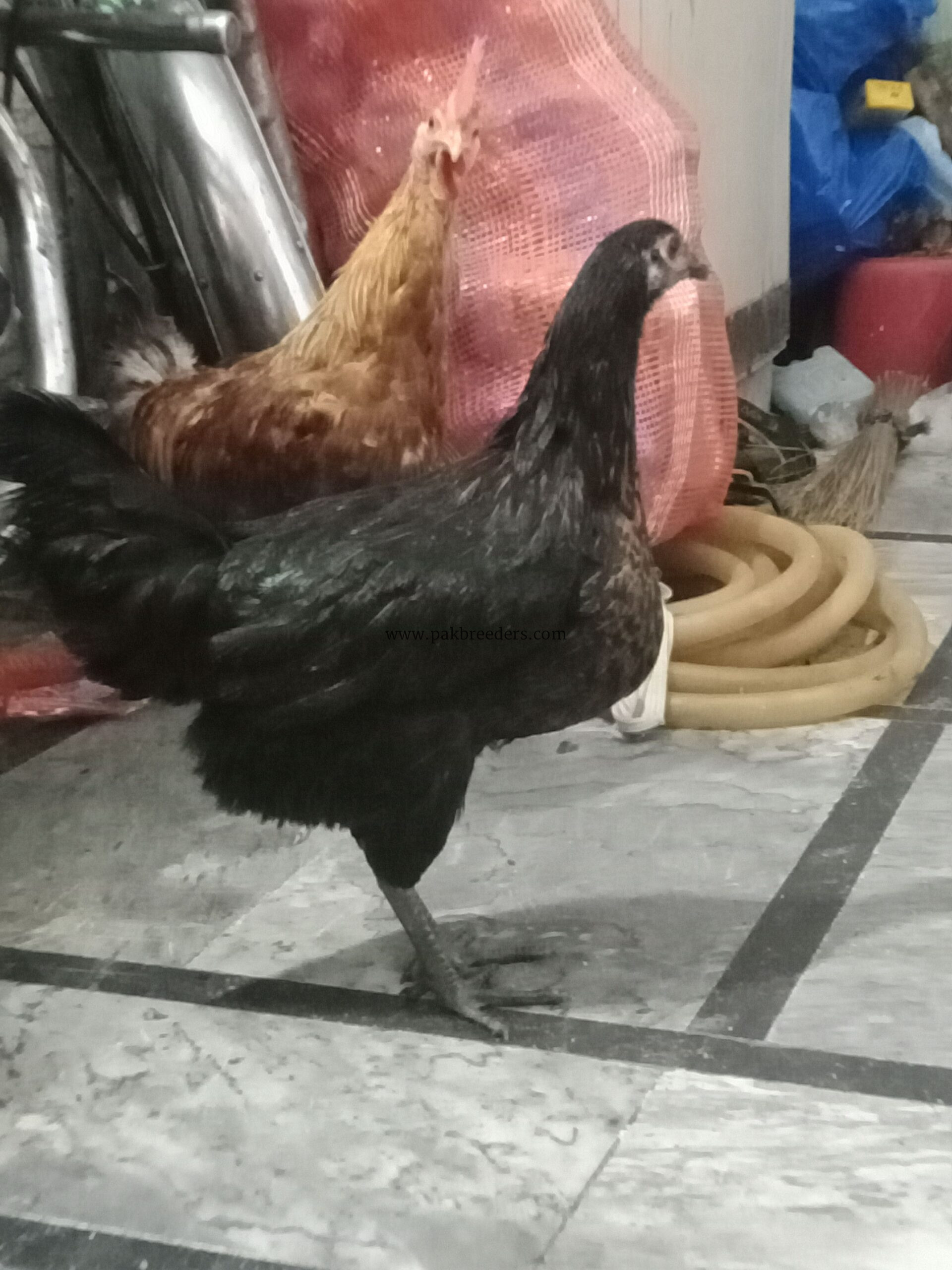 DESI HENS FOR SALE PATHAY