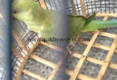 Ringneck female breeder