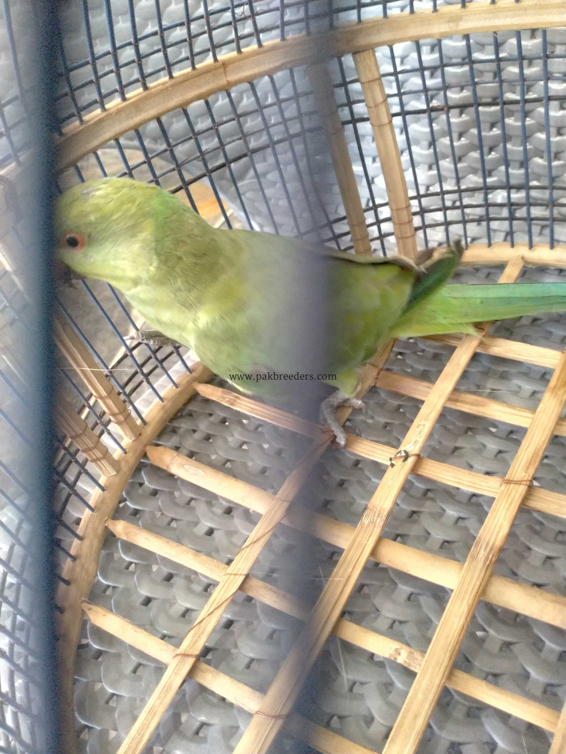 Ringneck female breeder