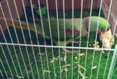 Best talking parrot best handtame mithu miyan mithu Kon hai mithu hai mummi or westle different talking