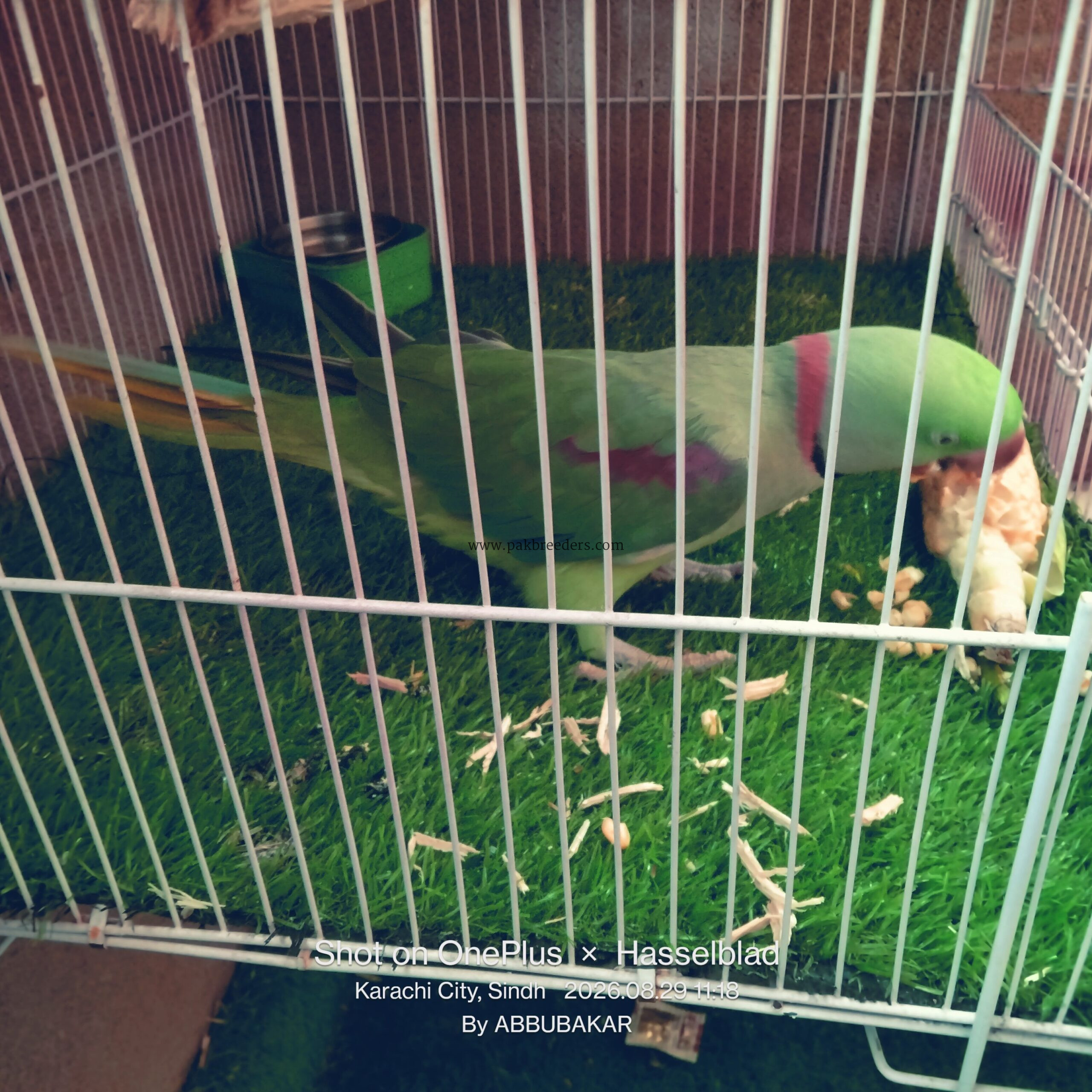 Best talking parrot best handtame mithu miyan mithu Kon hai mithu hai mummi or westle different talking