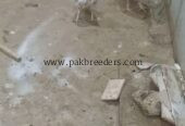 Aseel phulya pair for sale