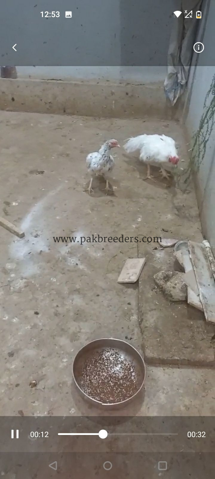 Aseel phulya pair for sale