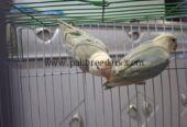 Aqua b2 opline pale fallow pair