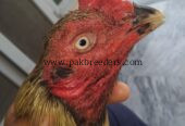 Aseel mianwali cross contact 03346303838