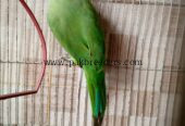 Ring neck breeder male for sale urgent contact 03156674244
