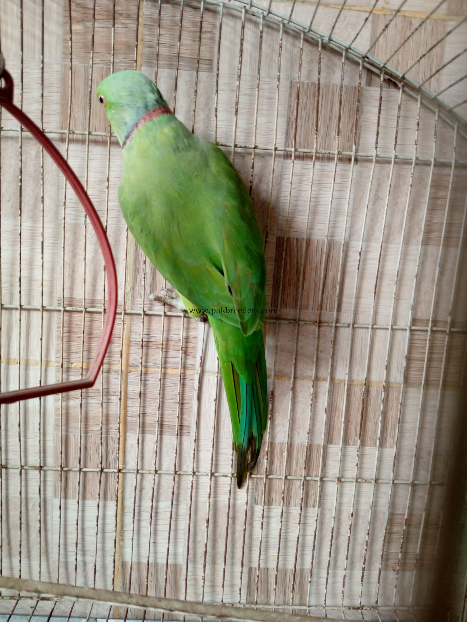 Ring neck breeder male for sale urgent contact 03156674244