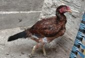 Aseel Type Rooster For Sale