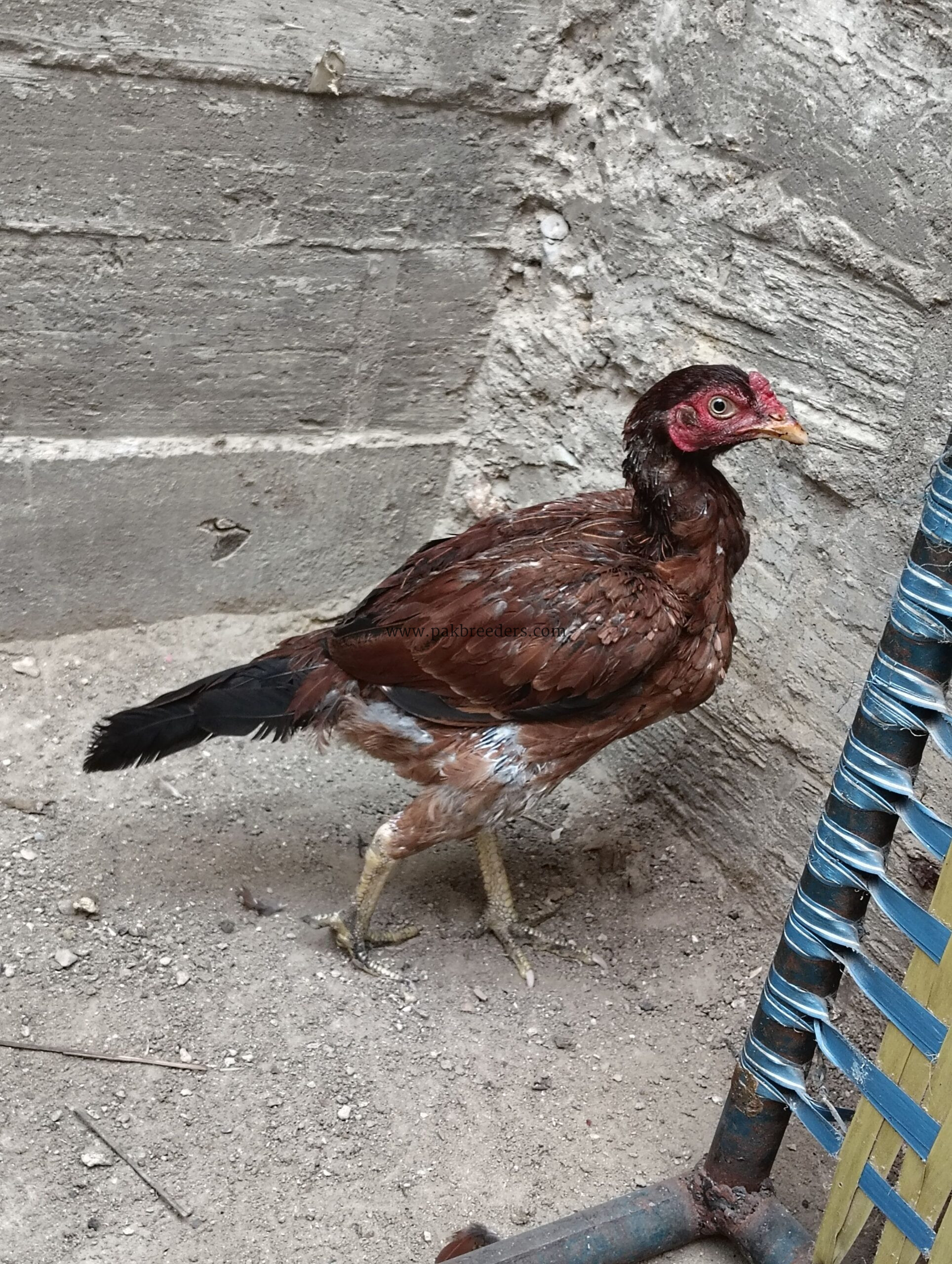 Aseel Type Rooster For Sale