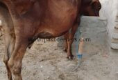 Cow for sale Location