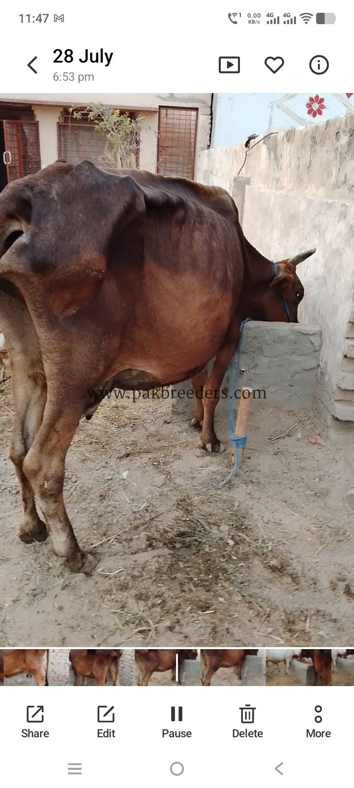 Cow for sale Location