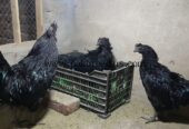 Ayam Samani Breeders for sale