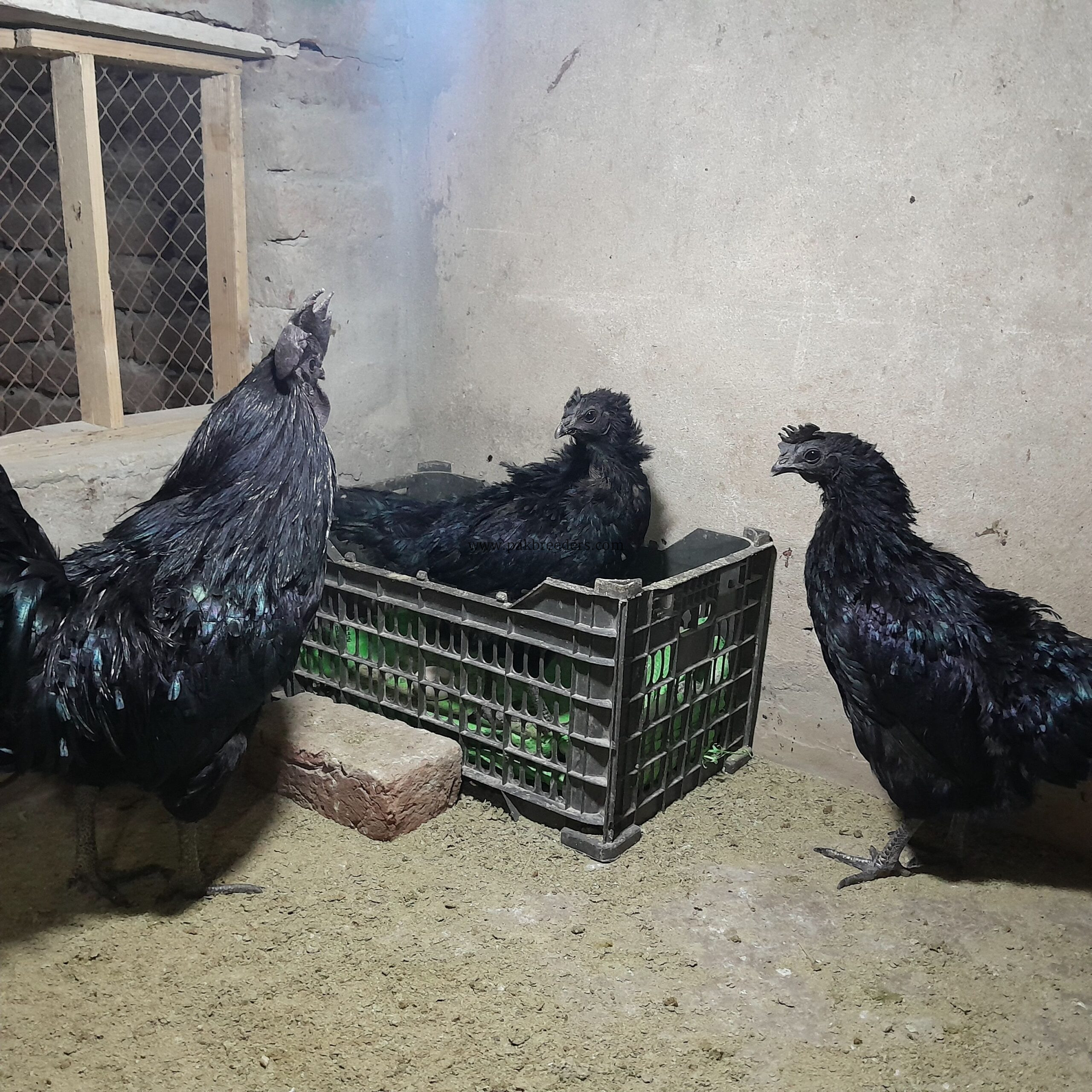 Ayam Samani Breeders for sale