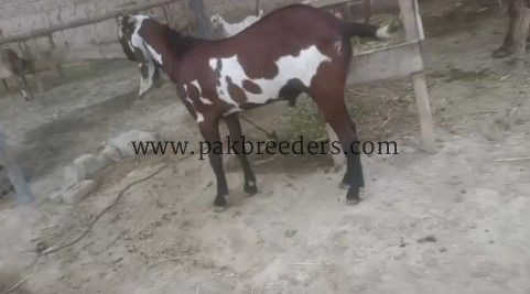NAGRa bital for sale