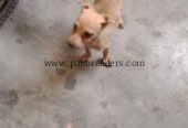 Chihuahua dog for sale