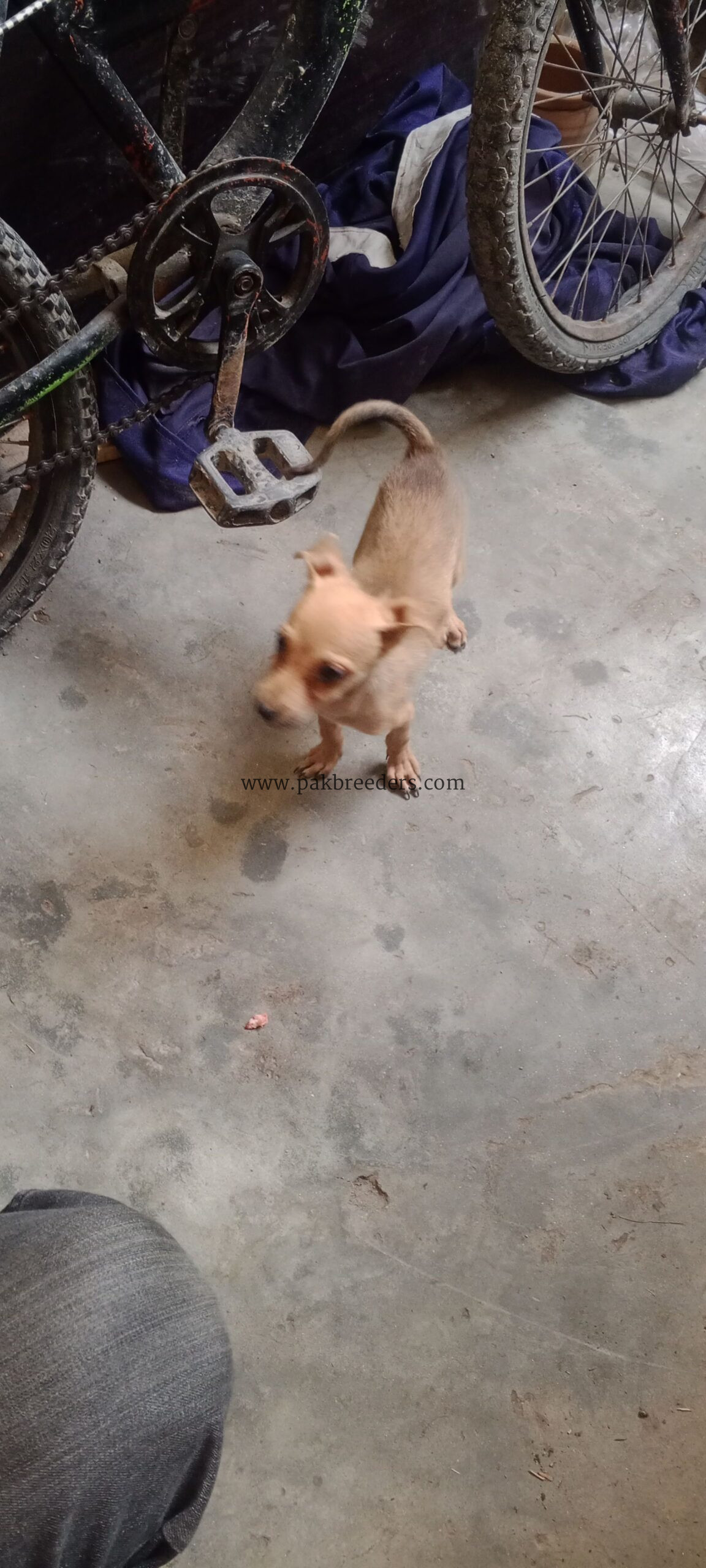 Chihuahua dog for sale