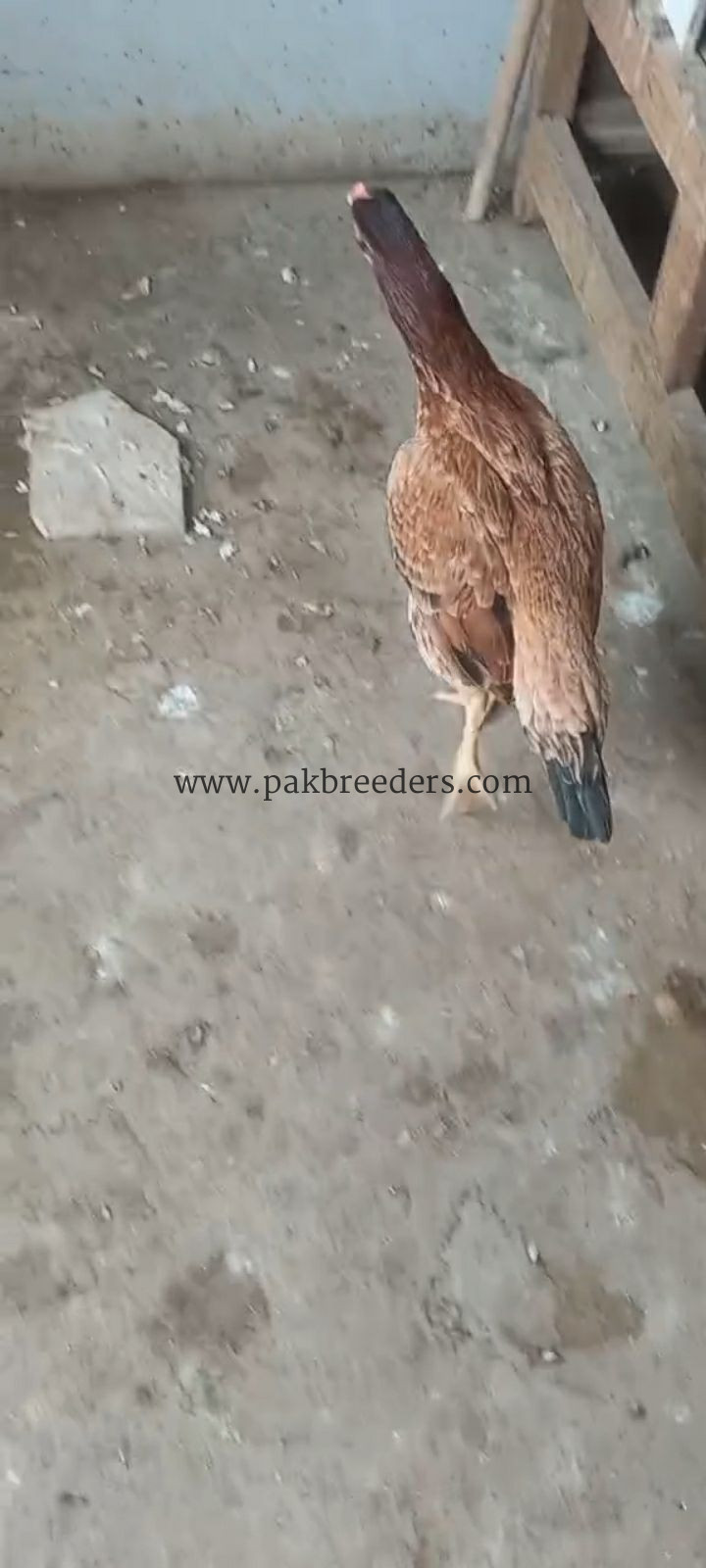 Aseel miawali kurak hen