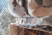 Shirazi pegions full breeder pair