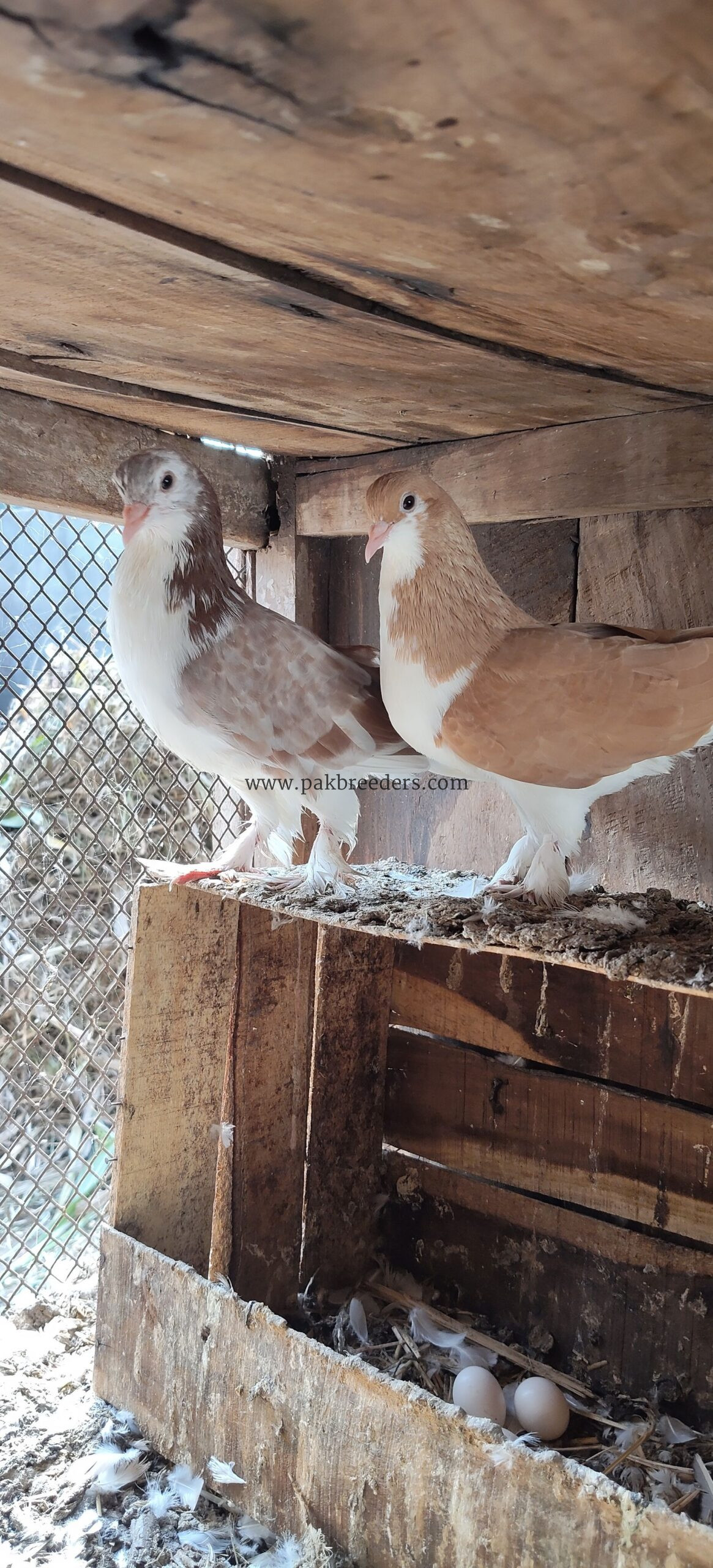 Shirazi pegions full breeder pair