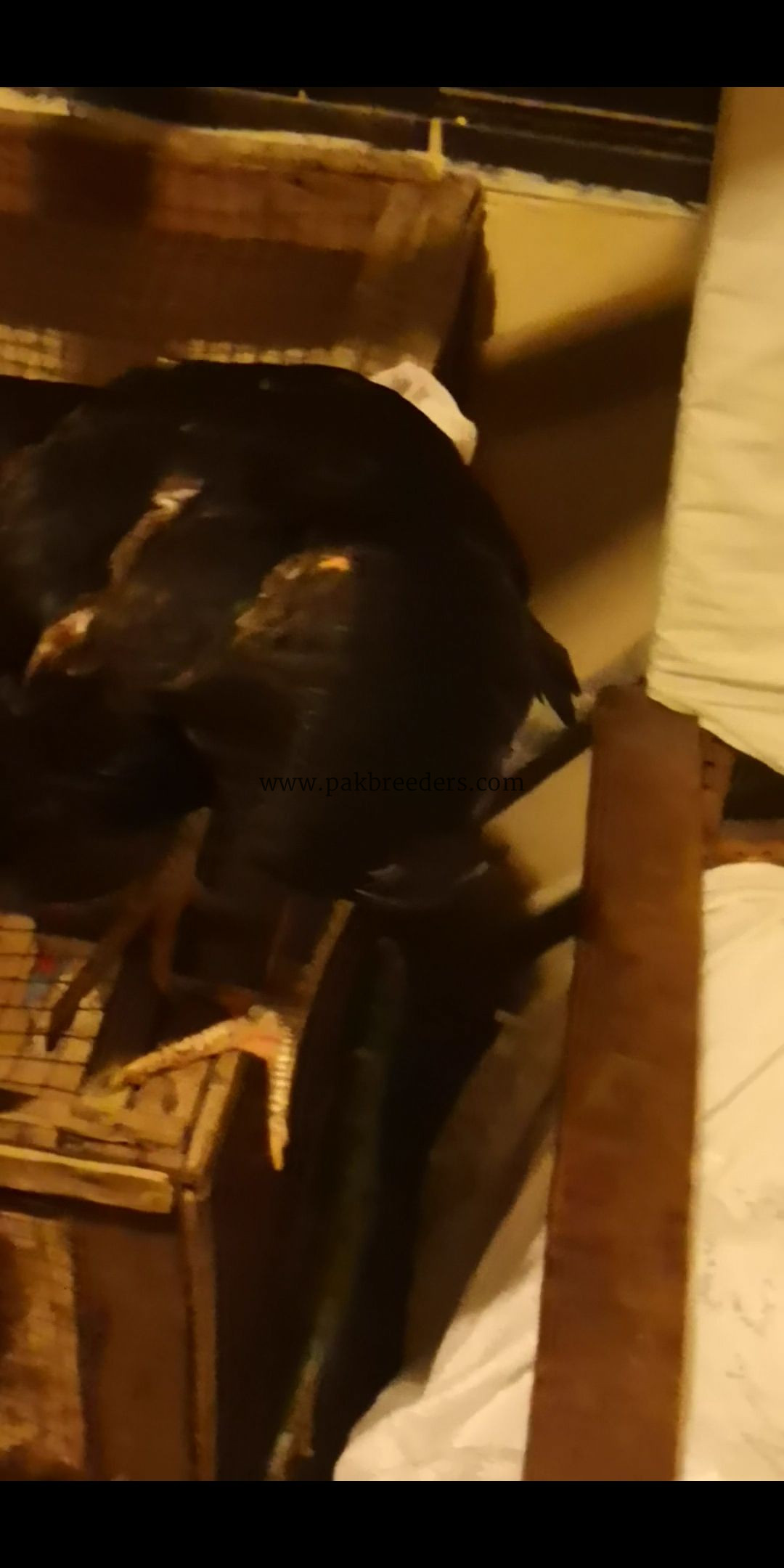 1 male 3 female.. Age 8 months. .2female Egg laying start