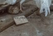 Aseel phulya pair for sale