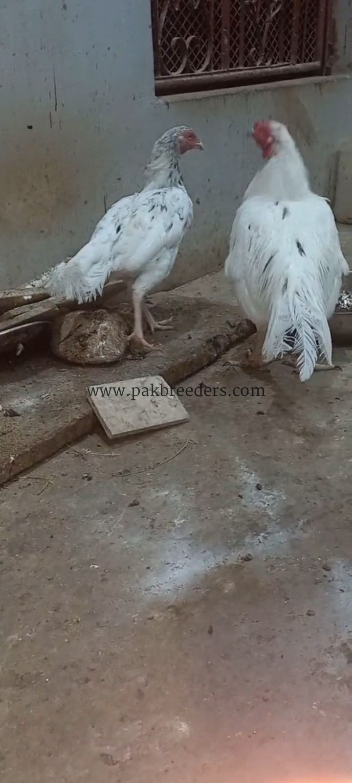 Aseel phulya pair for sale