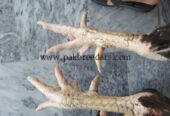 Aseel mianwali cross contact 03346303838