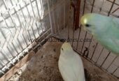 Parrots hai first breeder