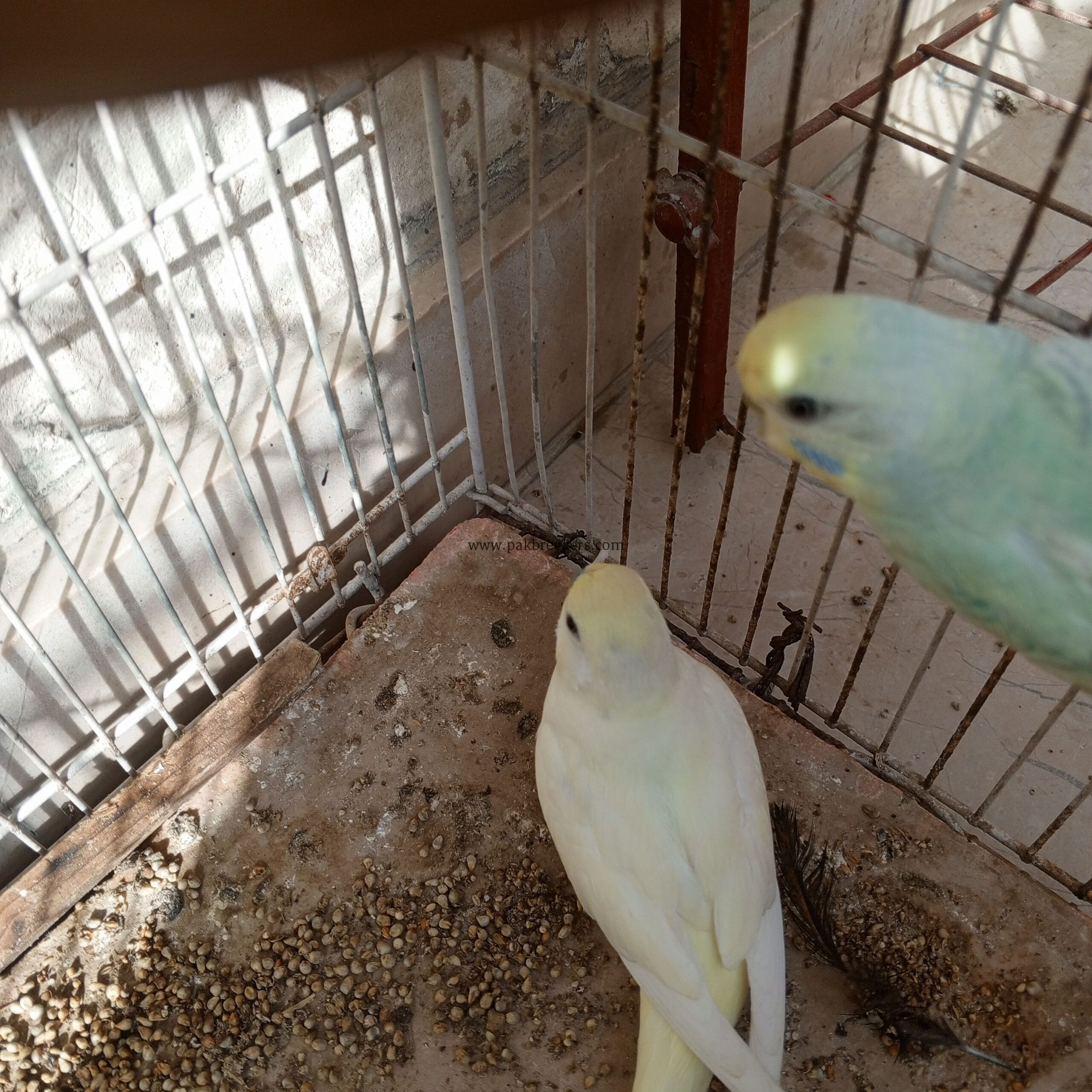 Parrots hai first breeder