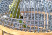 Ringneck female breeder