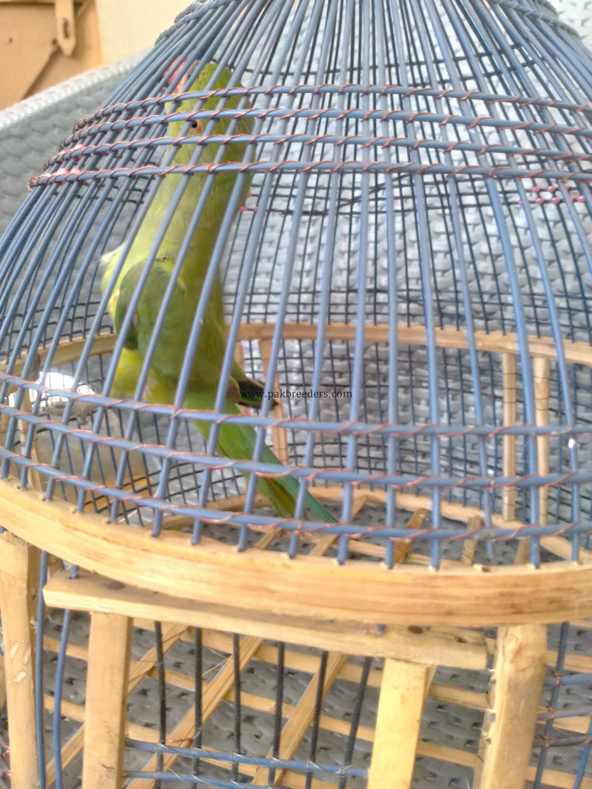 Ringneck female breeder