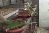 Raw Alexander Parrots For sale