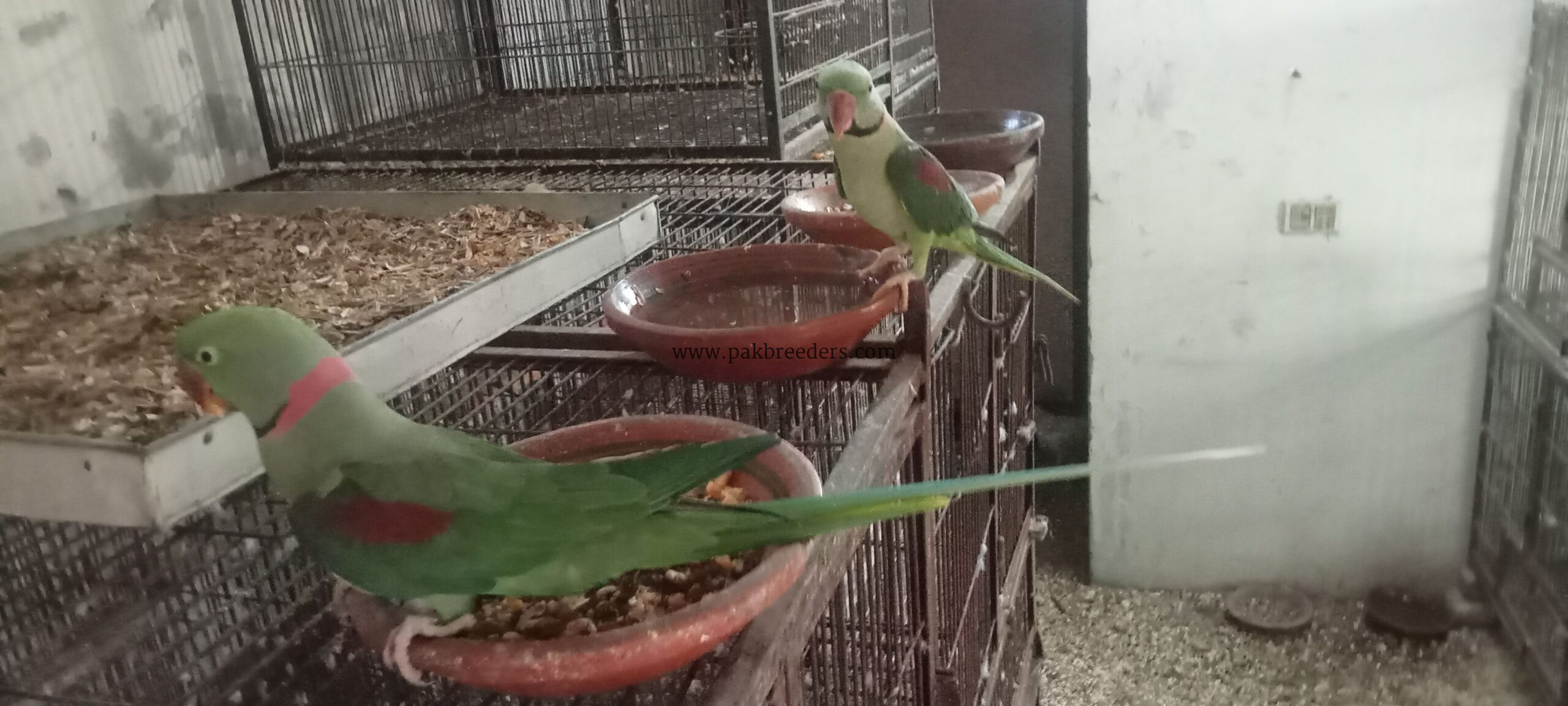 Raw Alexander Parrots For sale