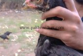 Nawab + Bashir purbana cross