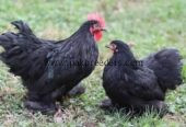 Bantam breeder pair