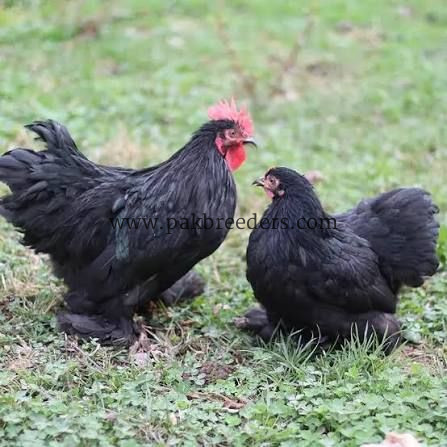 Bantam breeder pair